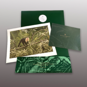 Rainforest <br> Fine Art Print