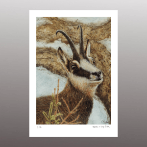 Gamsbock <br> Fine Art Print