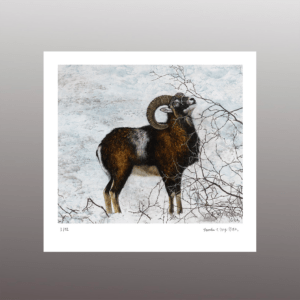 Fine Art Print Mufflon