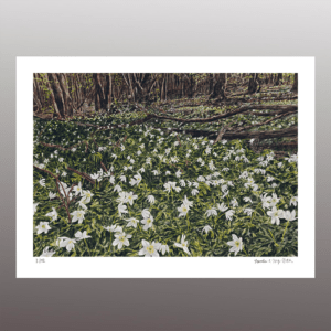 Waldanemonen <br> Fine Art Print